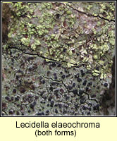 Lecidella elaeochroma