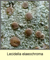 Lecidella elaeochroma