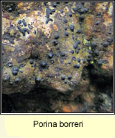 Porina borreri