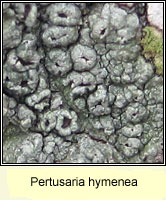 Pertusaria hymenea