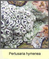 Pertusaria hymenea