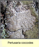 Pertusaria coccodes