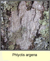 Phlyctis argena