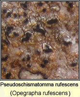 Pseudoschismatomma rufescens (Opegrapha rufescens)