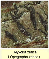 Alyxoria xerica (Opegrapha xerica)