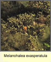 Melanohalea exasperatula