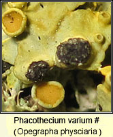 Phacothecium varium (Opegrapha physciaria)