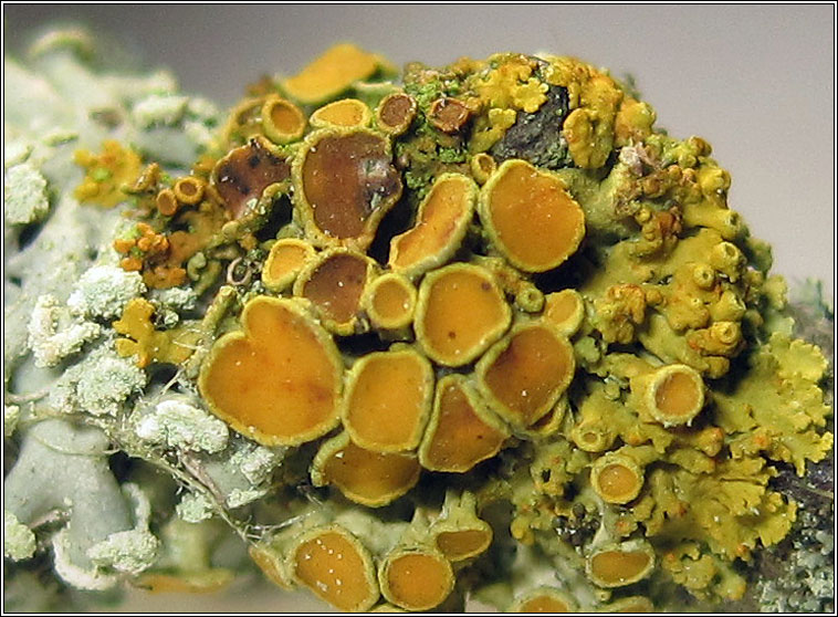 Lichenoconium xanthoriae