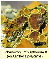 Lichenoconium xanthoriae