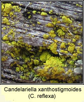 Candelariella reflexa