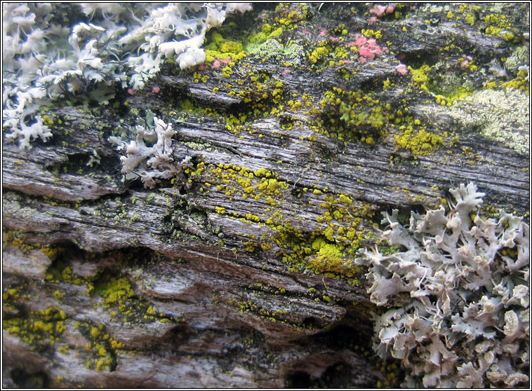 lichen-candelariella-xanthostigmoides-candelariella-reflexa