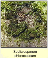 Scoliciosporum chlorococcum