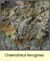 Chaenotheca ferruginea