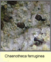 Chaenotheca ferruginea