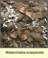 Melanohalea exasperata