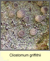 Cliostomum griffithii