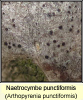 Naetrocymbe punctiformis (Arthopyrenia punctiformis)