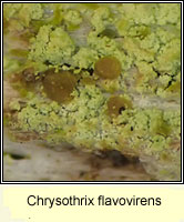 Chrysothrix flavovirens