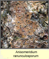 Anisomeridium ranunculosporum
