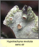 Hypotrachyna revoluta