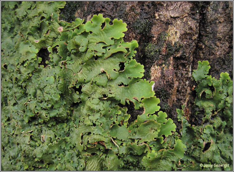 Image result for Lobaria amplissima