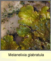 Melanelixia glabratula