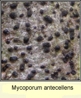 Mycoporum antecellens