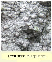 Pertusaria multipuncta