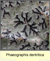 Phaeographis dentritica