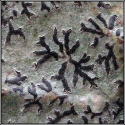 Phaeographis dendritica