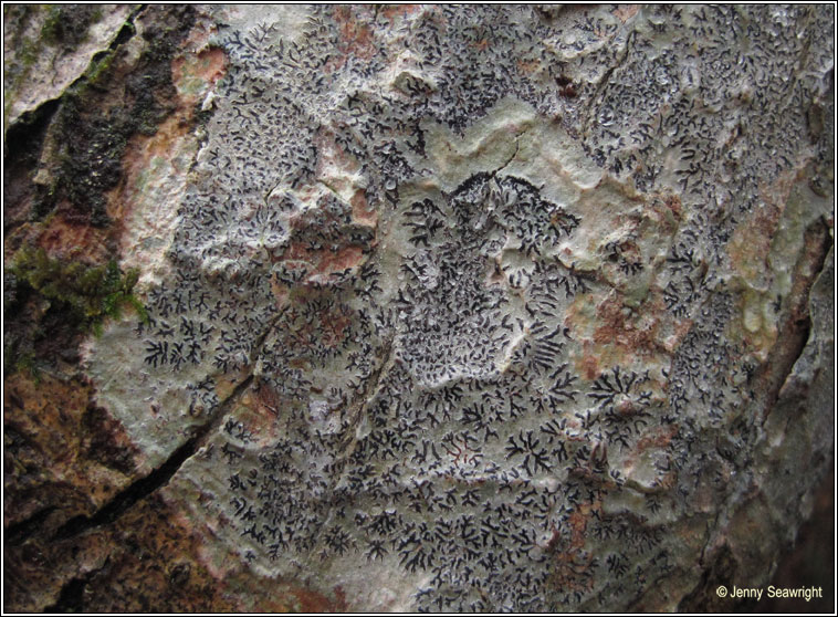 Phaeographis dendritica