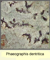 Phaeographis dentritica