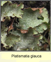 Platismatia glauca