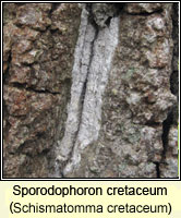 Sporodophoron cretaceum (Schismatomma cretaceum)