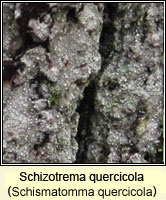 Schizotrema quercicola (Schismatomma quercicola)