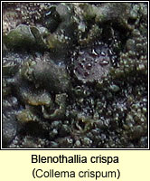 Blenothallia crispa (Collema crispum)