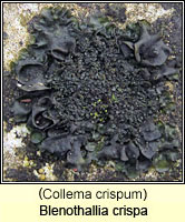 Collema crispum