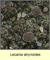 Lecania atrynoides