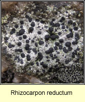 Rhizocarpon reductum