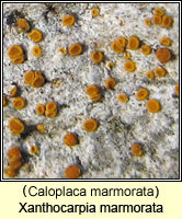 Xanthocarpia marmorata (Caloplaca marmorata)