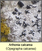Arthonia calcarea (Opegrapha calcarea)