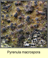 Pyrenula macrospora