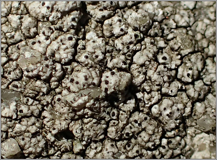 Muellerella lichenicola