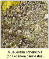 Muellerella lichenicola