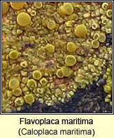 Flavoplaca maritima (Caloplaca maritima)