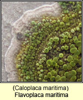 Caloplaca maritima