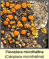 Caloplaca microthallina