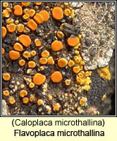 Flavoplaca microthallina (Caloplaca microthallina)