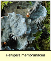 Peltigera membranacea