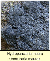 Verrucaria maura